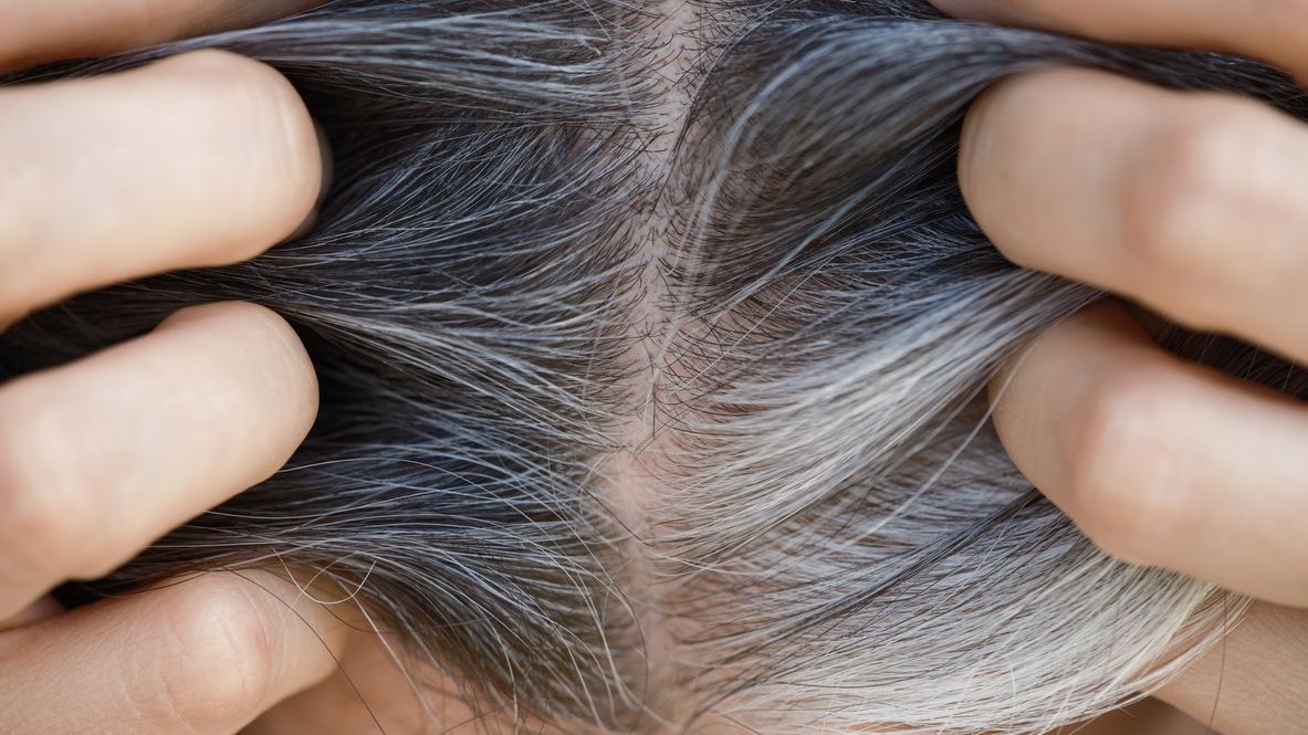 A woman showing her gray hair roots. Going gray concept. Close up.
