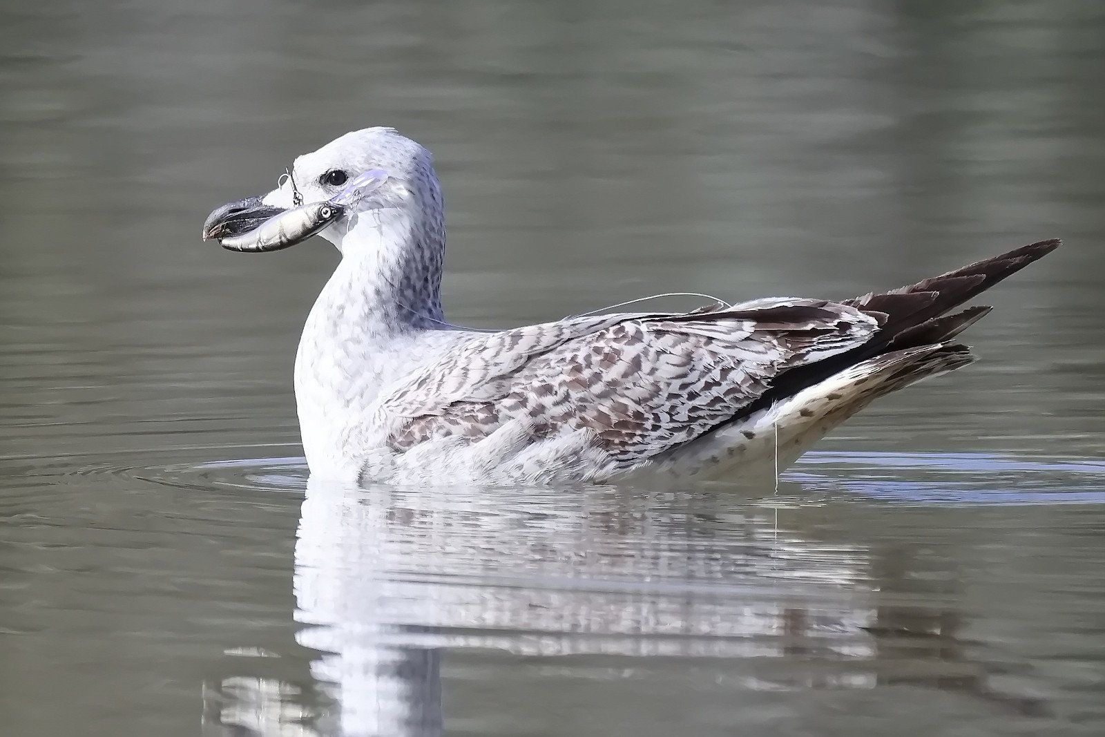 Achtlos entsorgte Köder stellen für Wildtiere, so wie in dem Fall der Möwe in der Donau bei Pöchlarn.