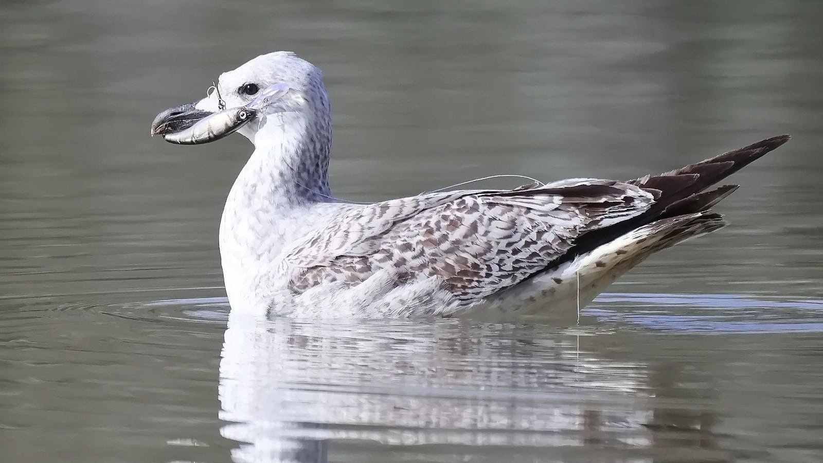 Achtlos entsorgte Köder stellen für Wildtiere, so wie in dem Fall der Möwe in der Donau bei Pöchlarn.