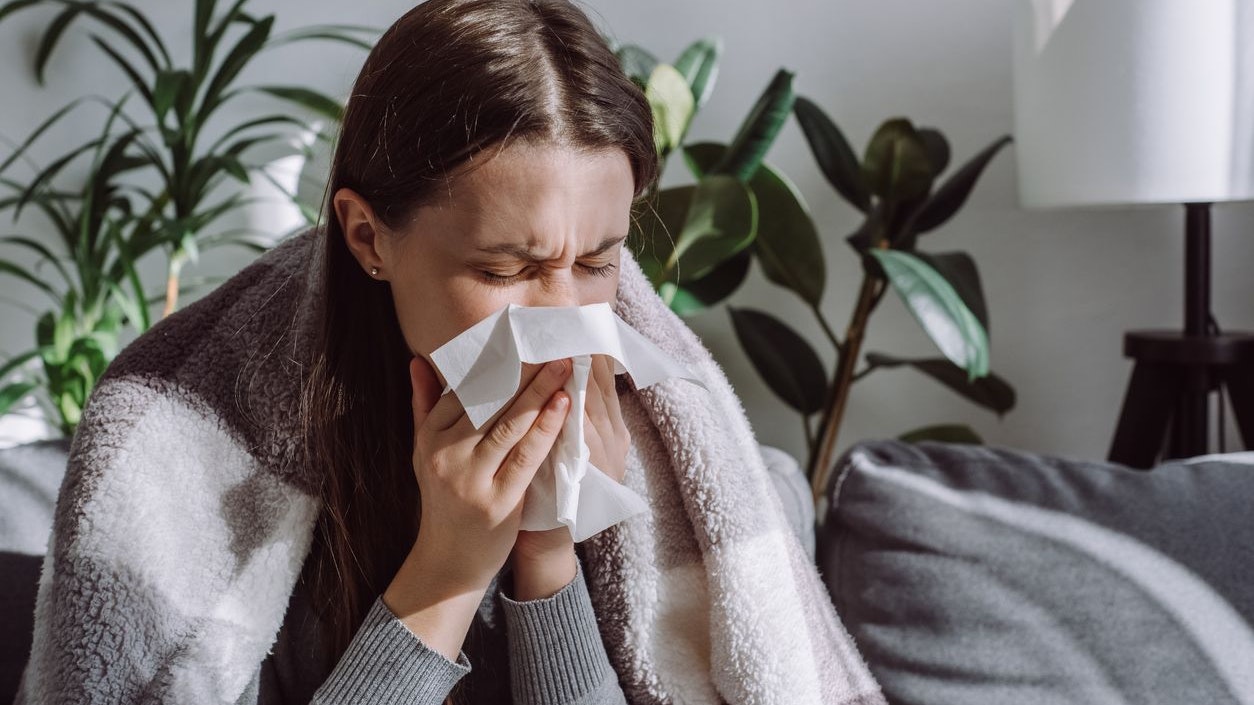 Close up of sick woman sitting on sofa freezing blowing running nose got fever caught cold sneezing in tissue, ill brunette girl covered with blanket, having influenza symptoms coughing at home