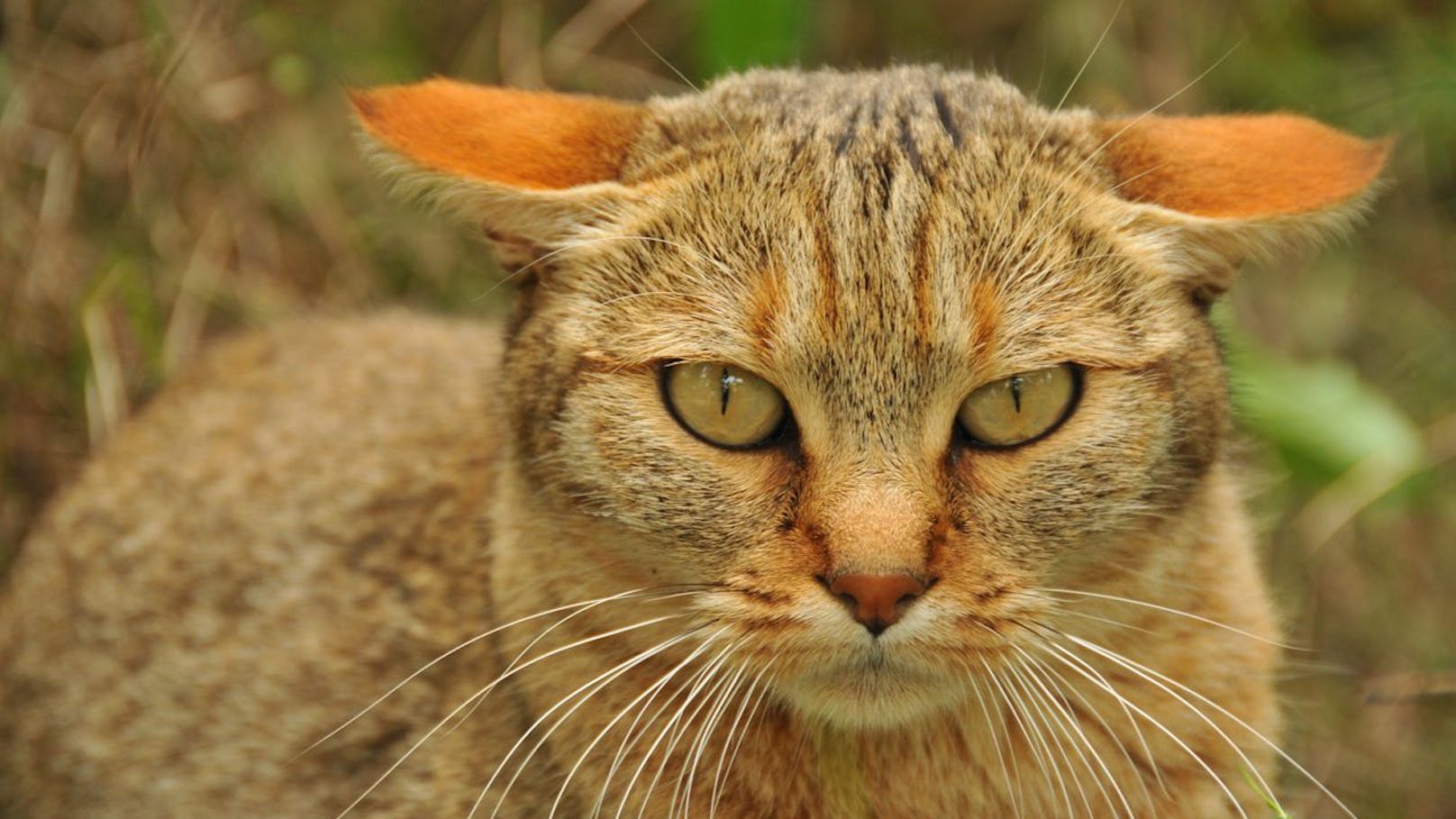Die Afrikanische Wildkatze ist der Urvater aller unserer Hauskatzen - doch eigentlich besteht kein Unterschied. 