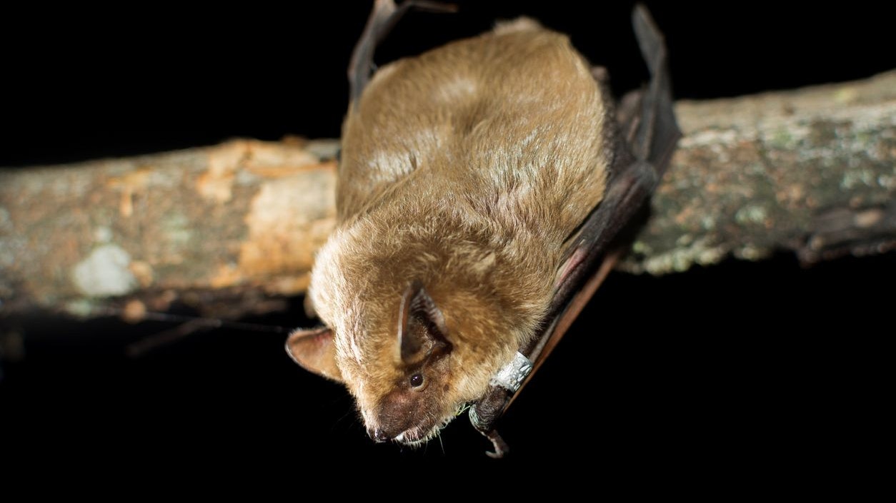 Der Penis der männlichen Breitflügelfledermaus passt unter keinen Umständen in die Vulva des Weibchens. Wie wird sich hier also geliebt? 