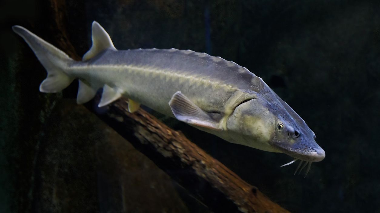 Heute darf Kaviar fast ausschließlich nur noch von gezüchteten Stören stammen. Donau-Störe sind durch Wilderei massiv bedroht.