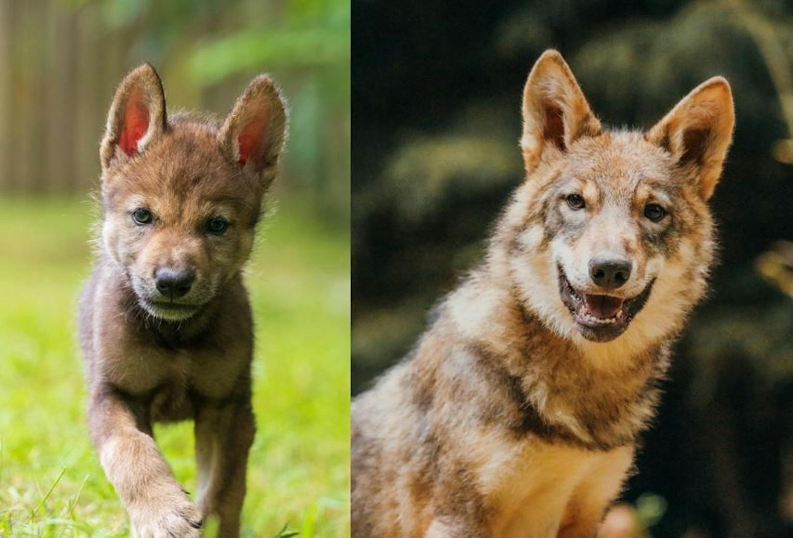 Vom süßen Wolfbaby zum stattlichen Wolf.