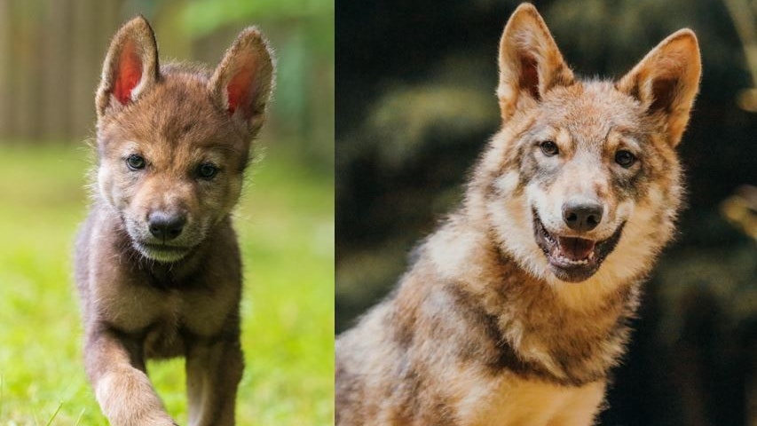 Vom süßen Wolfbaby zum stattlichen Wolf.