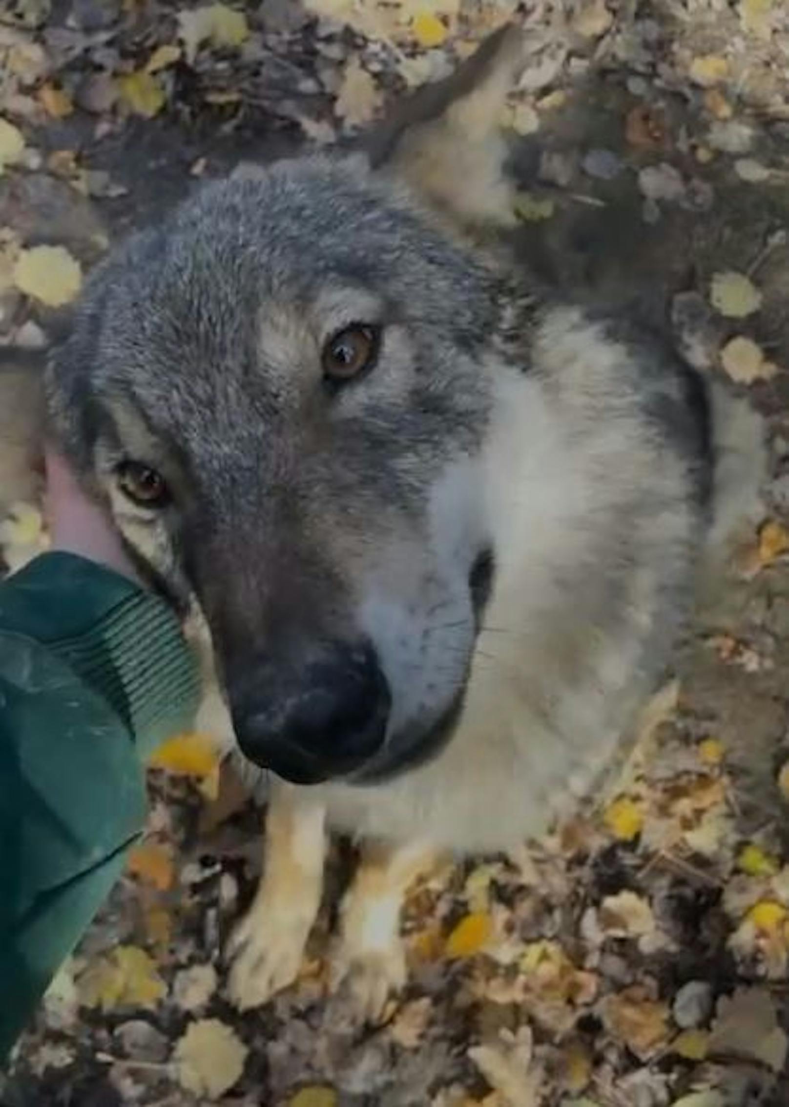 "Bitte streicheln" Wer kann diesem Blick widerstehen?