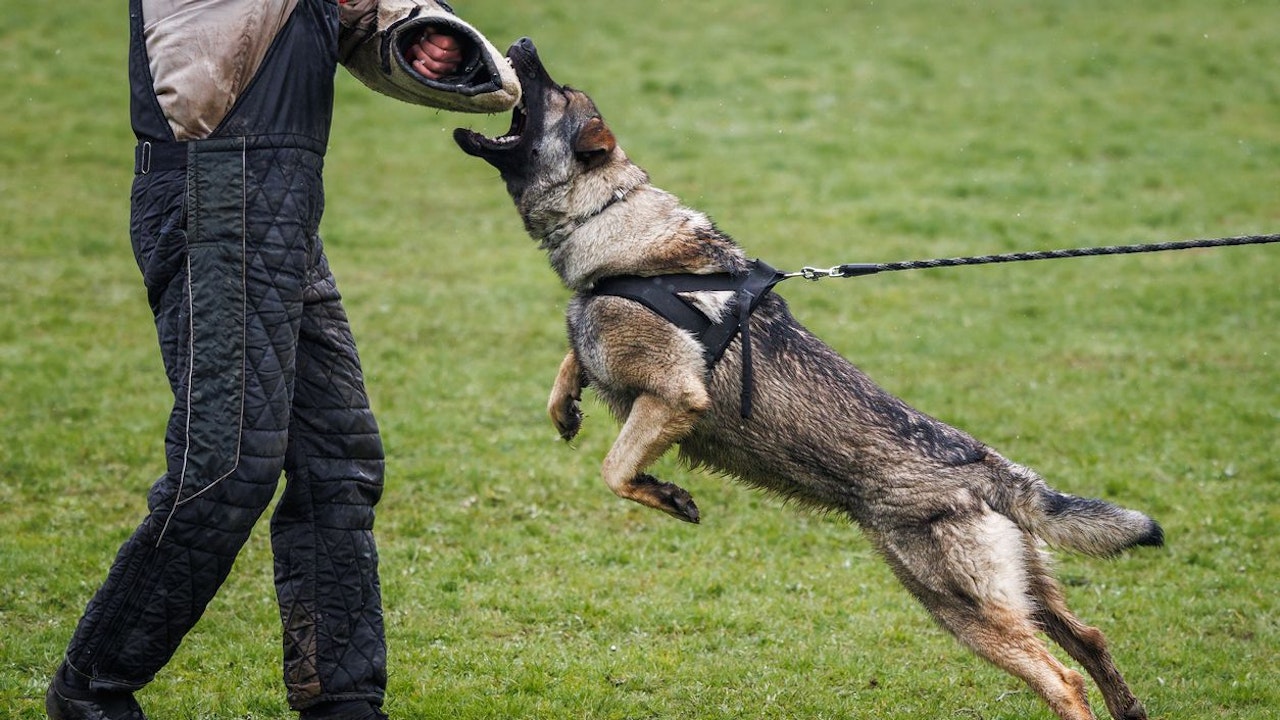 Heute.at - Tierschutz-Allianz kritisiert vor allem Prüfungsordnung