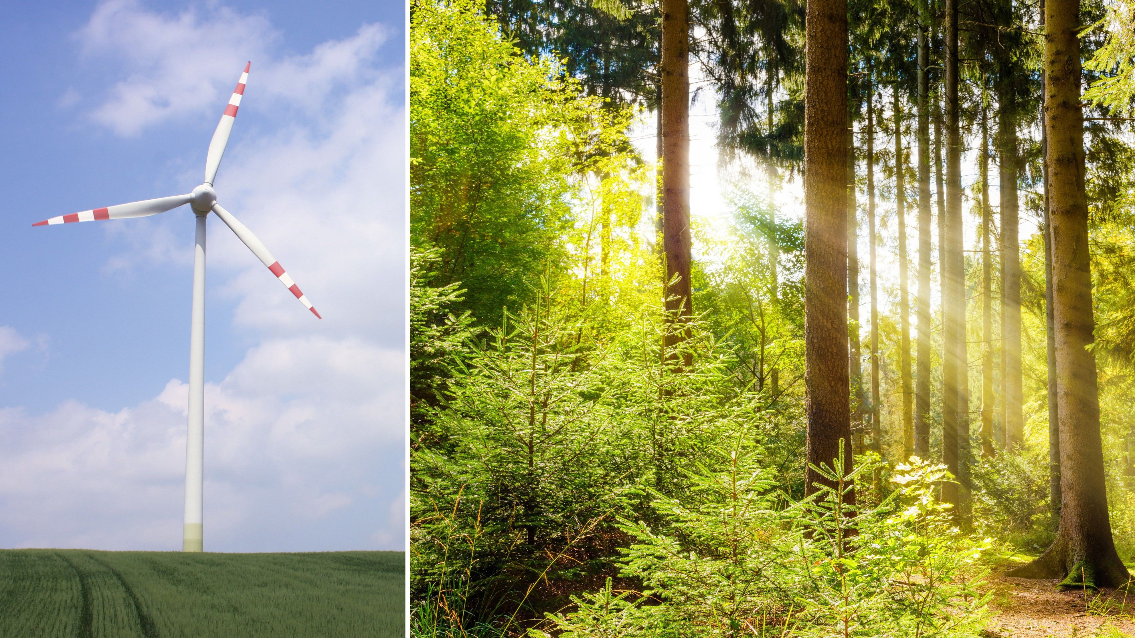 Der Bau von Windrädern im idyllischen Waldviertel ist stark umstritten, zahlreiche Initiativen kämpfen dagegen an.