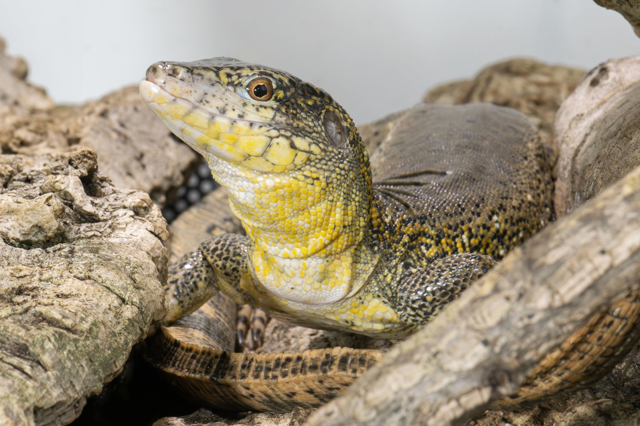 Die südamerikanische Echse ist ursprünglich im Amazonasgebiet beheimatet.
