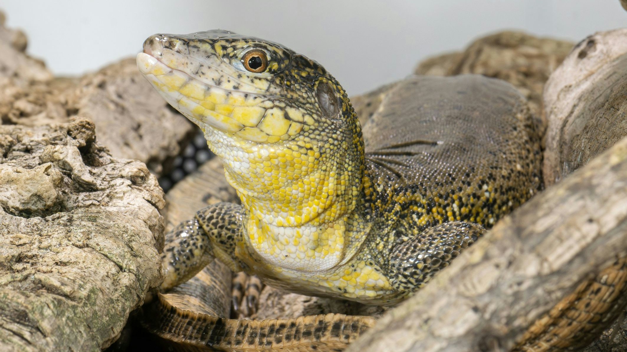 Download von www.picturedesk.com am 23.11.2023 (12:55).  *** SERVICEBILD *** ABD0004_20231123 - WIEN - ÖSTERREICH: ++ HANDOUT ++ ZU APA0096 VOM 23.11.2023 - Dem Tiergarten Schönbrunn ist als erstem Zoo der Welt eine Nachzucht beim Krokodilschwanzteju gelungen. Die Elterntiere der südamerikanischen Echsenart waren ursprünglich in den Niederlanden beschlagnahmt und danach in einem belgischen Zoo untergebracht worden. - FOTO: APA/TIERGARTEN SCHÖNBRUNN/DANIEL ZUPANC - ++ WIR WEISEN AUSDRÜCKLICH DARAUF HIN, DASS EINE VERWENDUNG DES BILDES AUS MEDIEN- UND/ODER URHEBERRECHTLICHEN GRÜNDEN AUSSCHLIESSLICH IM ZUSAMMENHANG MIT DEM ANGEFÜHRTEN ZWECK UND REDAKTIONELL ERFOLGEN DARF - VOLLSTÄNDIGE COPYRIGHTNENNUNG VERPFLICHTEND ++ - 20231102_PD20543 - Rechteinfo: Servicebild (SB) Bei diesem Bild ist PictureDesk ausschlieÃlich technischer Dienstleister und stellt eine technische BearbeitungsgebÃ¼hr in Rechnung. PictureDesk ist weder Urheber noch Rechteinhaber. Die Nutzung liegt in alleiniger Verantwortung des Kunden. Nur fÃ¼r redaktionelle Nutzung!