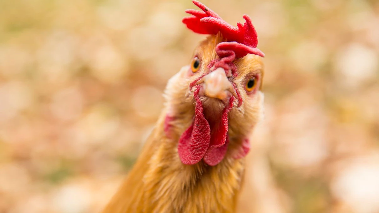 The chicken wanted to model for the camera.