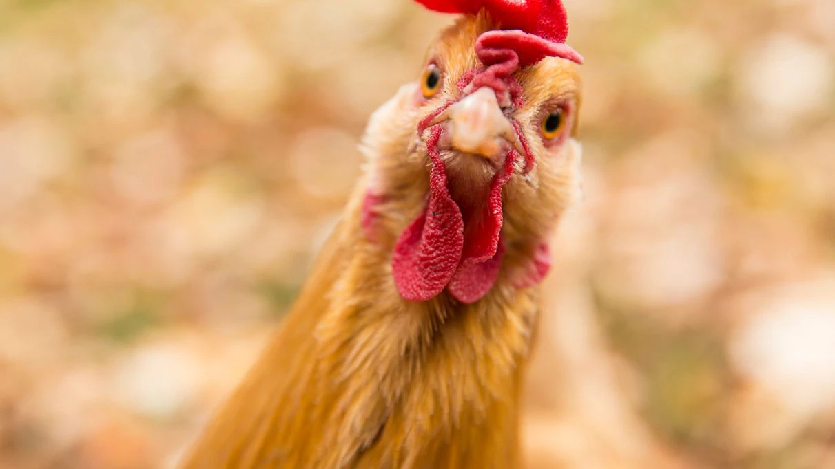 The chicken wanted to model for the camera.