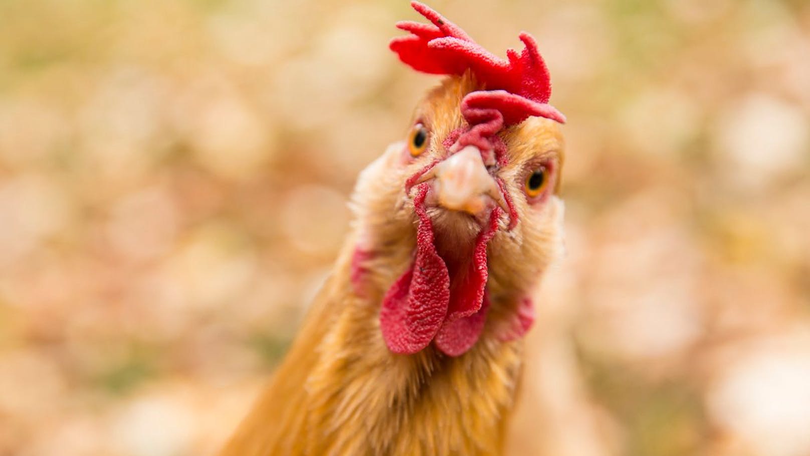 Neue KI kann Hühnersprache übersetzen