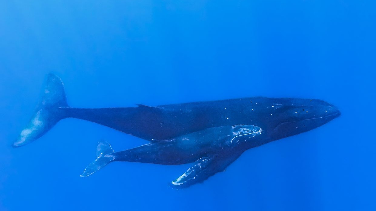 A very playful and curious calf who comes to play in front of my camera, shot taken in moorea in French Polynesia