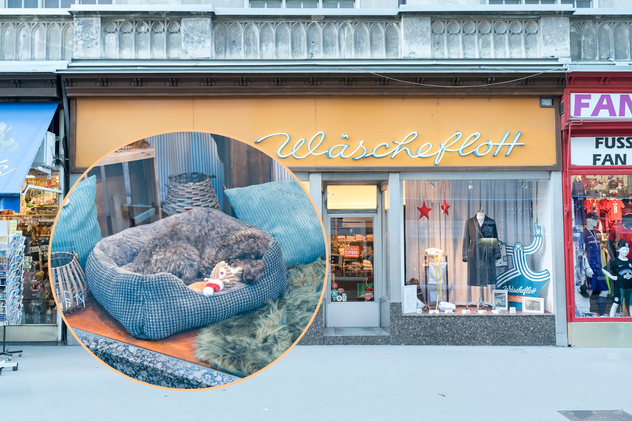 Eingekuschelt in ihr Hundebett genießt 