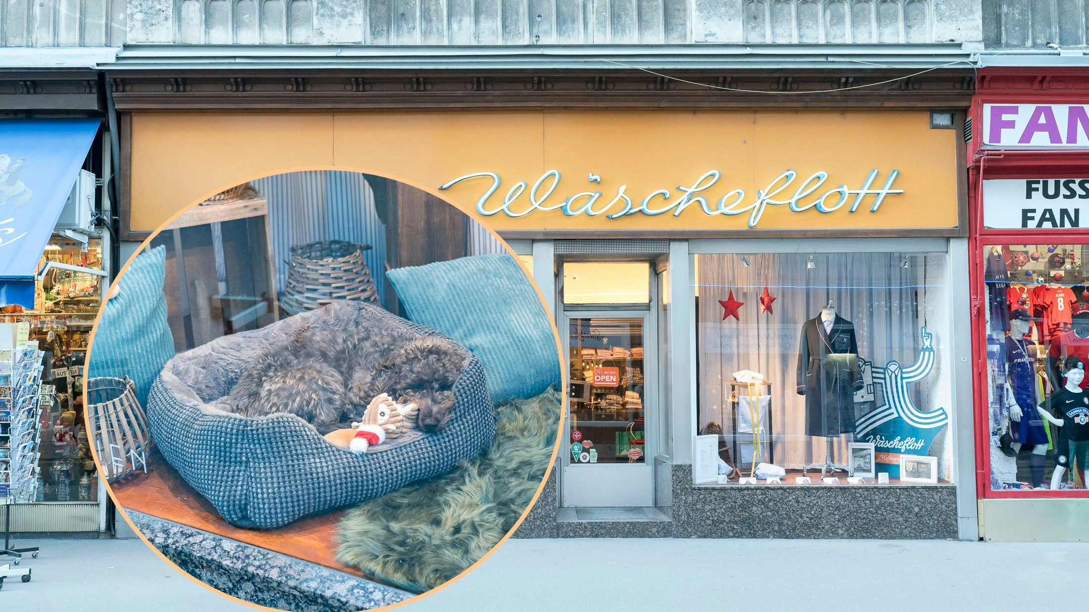 Wachsame Wilma "wohnt" in Wiener Schaufenster