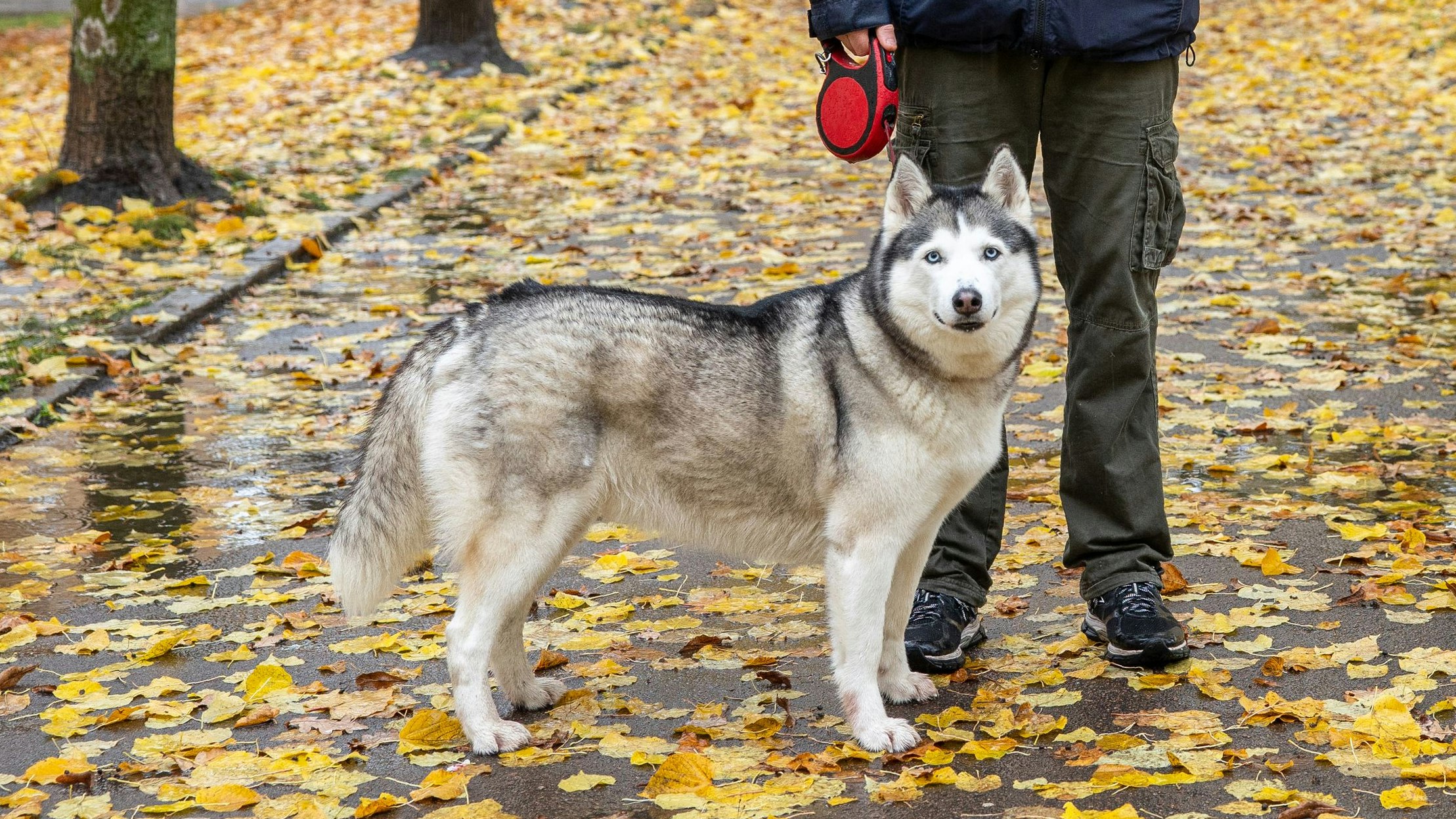 Der vermeintlich herrenlose Husky führte die Beamten zu seinem Besitzer und Drogen.
