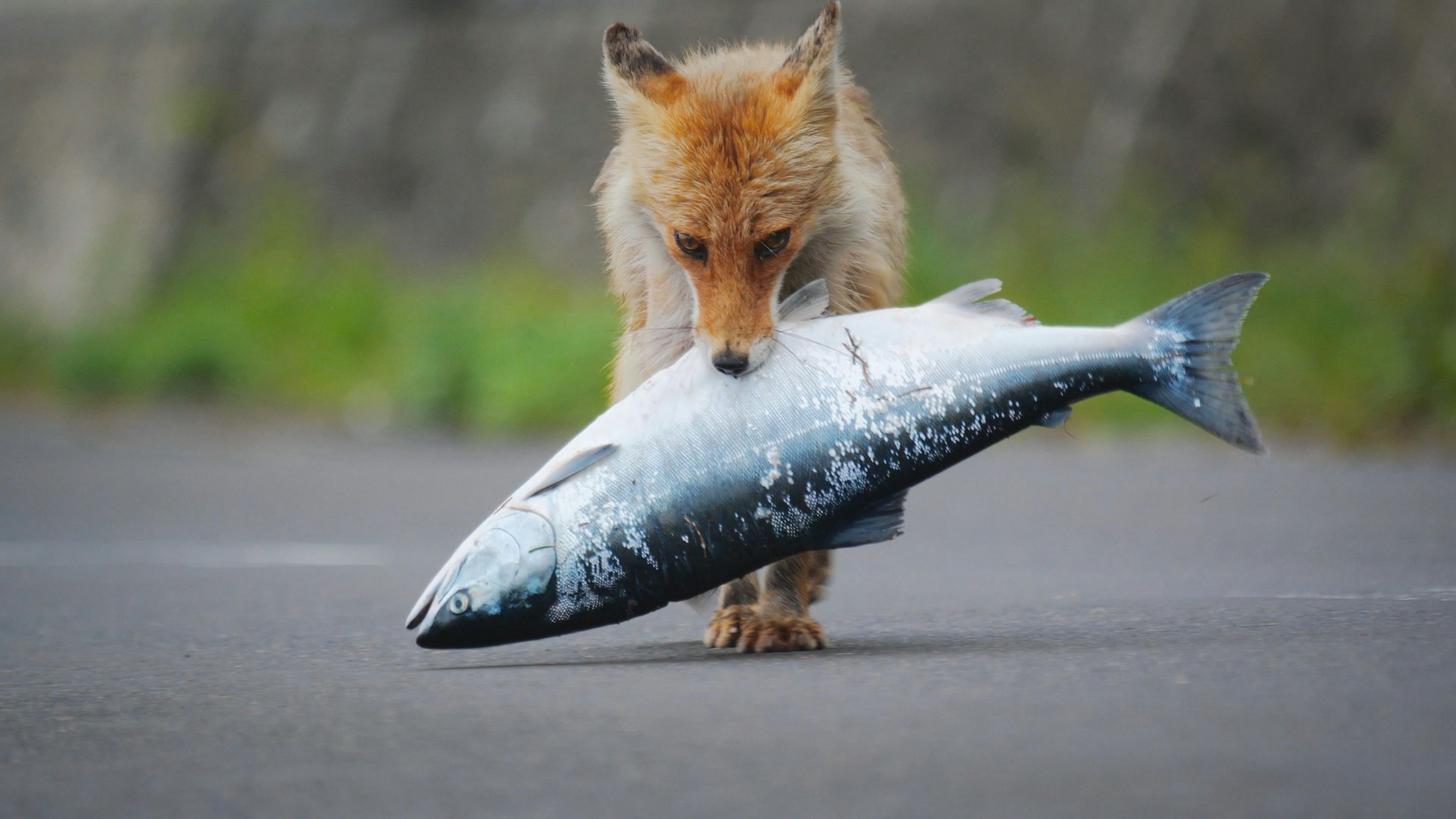 Universum: "Shiretoko - Japans eisiger Norden", Auf Japans nördlichster Hauptinsel Hokkaido liegt das Weltnaturerbe Shiretoko. Hier jagen Braunbären nach Lachsen, gehen Riesenseeadler und Fischuhus auf Beutezug, Finnwale und hunderttausende Sturmtaucher versammeln sich vor der Küste. Zudem lebt im eiskalten Wasser ein kleiner Engel, eine marine Schnecke mit winzigen Flügeln, die eine teuflische Seite hat. Die Vielfalt der Arten existiert hier nur aufgrund gewaltiger Packeismassen, die im Winter vom Amur nach Hokkaido driften. Doch das Eis wird durch den Klimawandel immer weniger und das Paradies im wilden Norden Japans ist zunehmend bedroht.Im Bild: Fette Beute: Ein Rotfuchs hat sich einen Lachs geschnappt.  SENDUNG: ORF2 - DI - 28.11.2023 - 20:15 UHR. - Veroeffentlichung fuer Pressezwecke honorarfrei ausschliesslich im Zusammenhang mit oben genannter Sendung oder Veranstaltung des ORF bei Urhebernennung.  Foto: ORF/© Doclights Naturfilm / NHK.  Anderweitige Verwendung honorarpflichtig und nur nach schriftlicher Genehmigung der ORF-Fotoredaktion.  Copyright: ORF, Hugo-Portisch-Gasse 1, A-1136 Wien, Tel. +43-(0)1-87878-13606