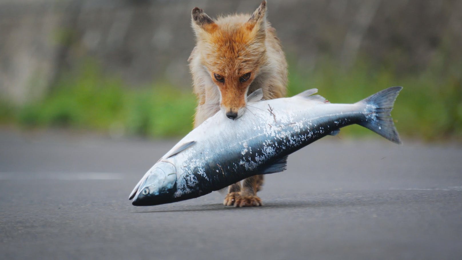 In Japans Norden sind Lachsfischer echt schlaue Füchse