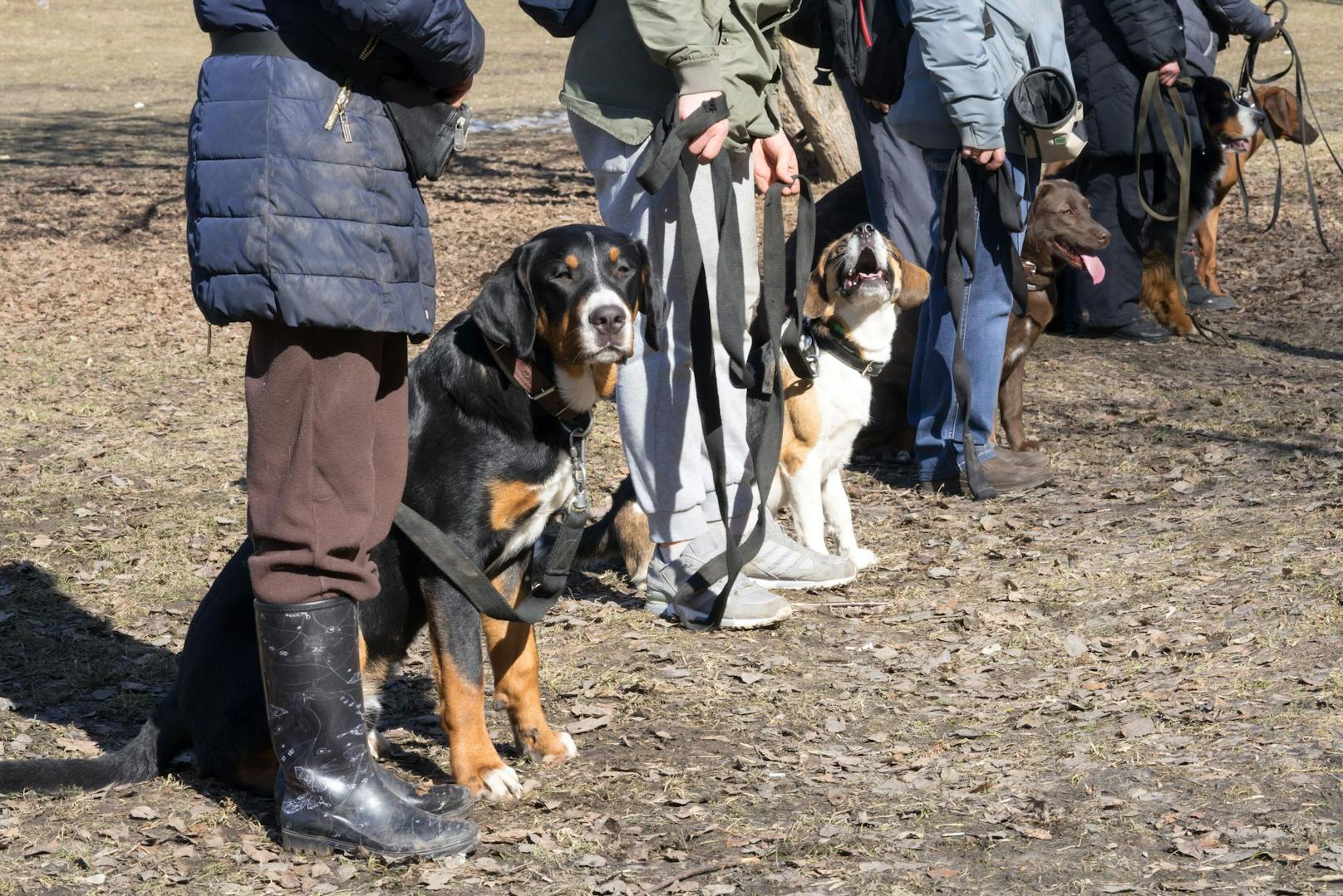 In der Hundeschule Melk wurden am Wochenende mehrere Kurse abgehalten.