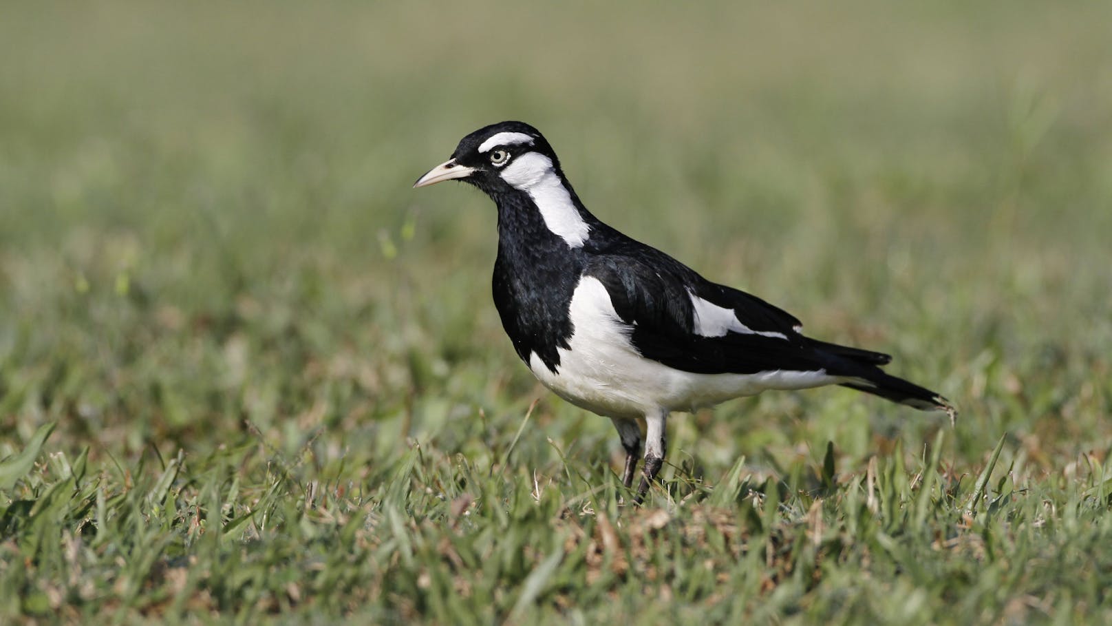 Der "Stelzenmonarch" gehört zu den Sperlingsvögel ist ausschließlich am Kontinent Australien heimisch und verbreitet. 
