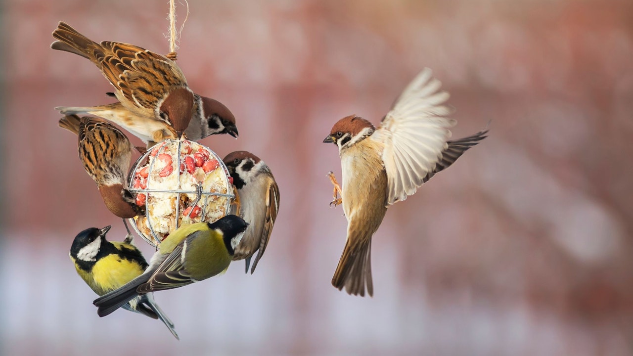 Heute.at - Wir beobachten Wildvögel und werden sogar belohnt