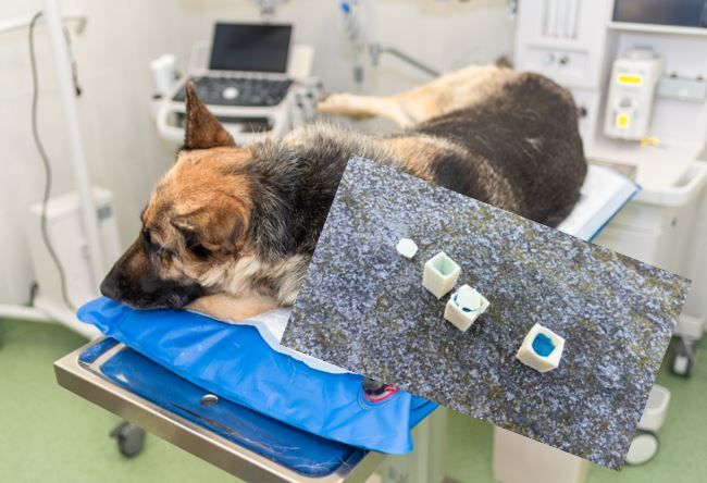 Ein Hund (Symbol) hat die mit Gift präparierten Käsestücke gefressen.