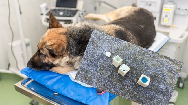 Ein Hund (Symbol) hat die mit Gift präparierten Käsestücke gefressen.