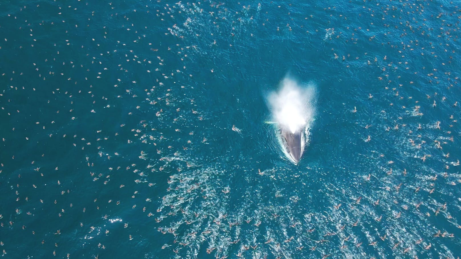 Finnwale tummeln sich in großen Gruppen im Meer vor Hokkaido