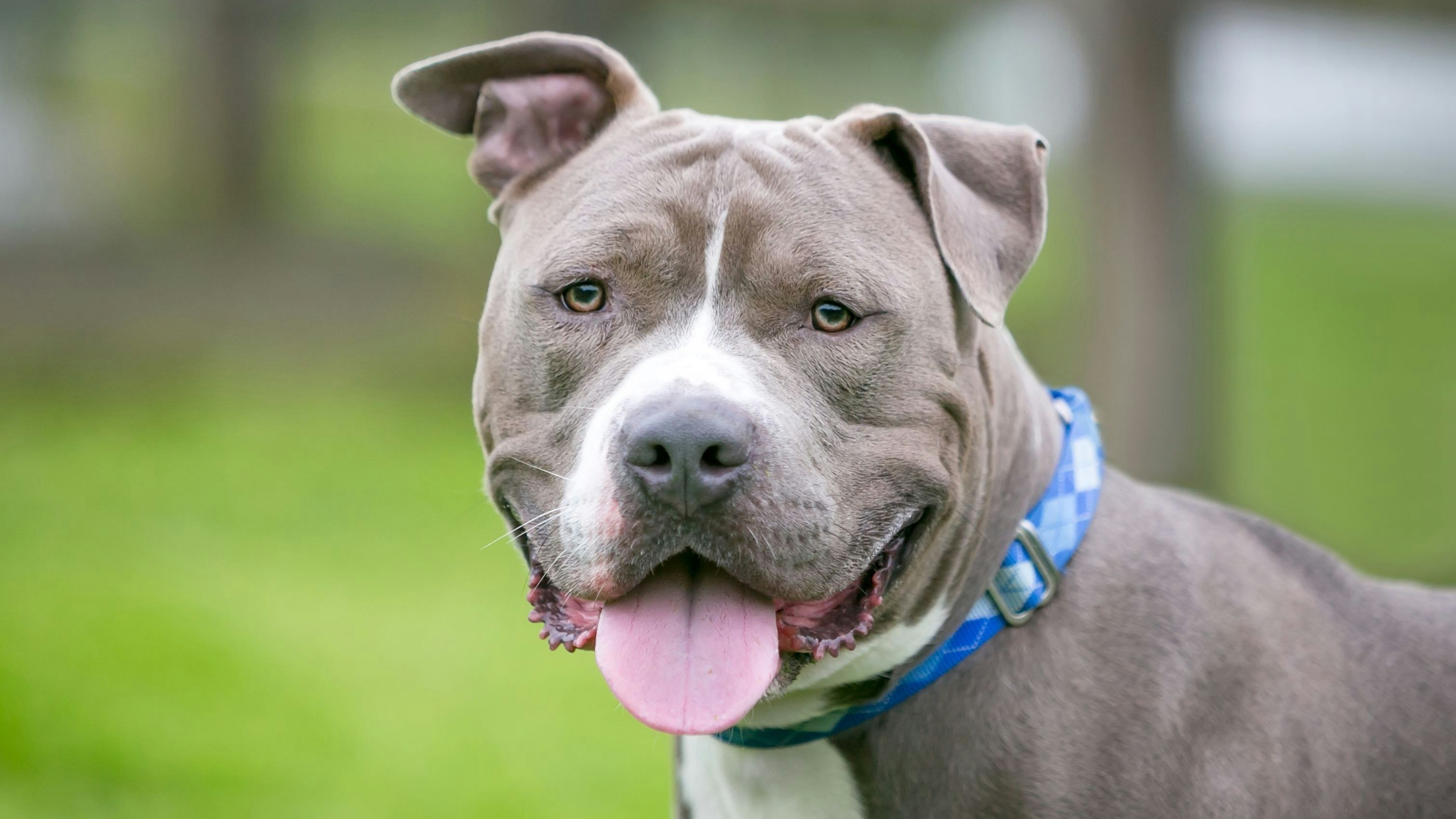 Hund "Balu" biss im Juli in Flawil in der Schweiz eine Radfahrerin und verletzte sie schwer.