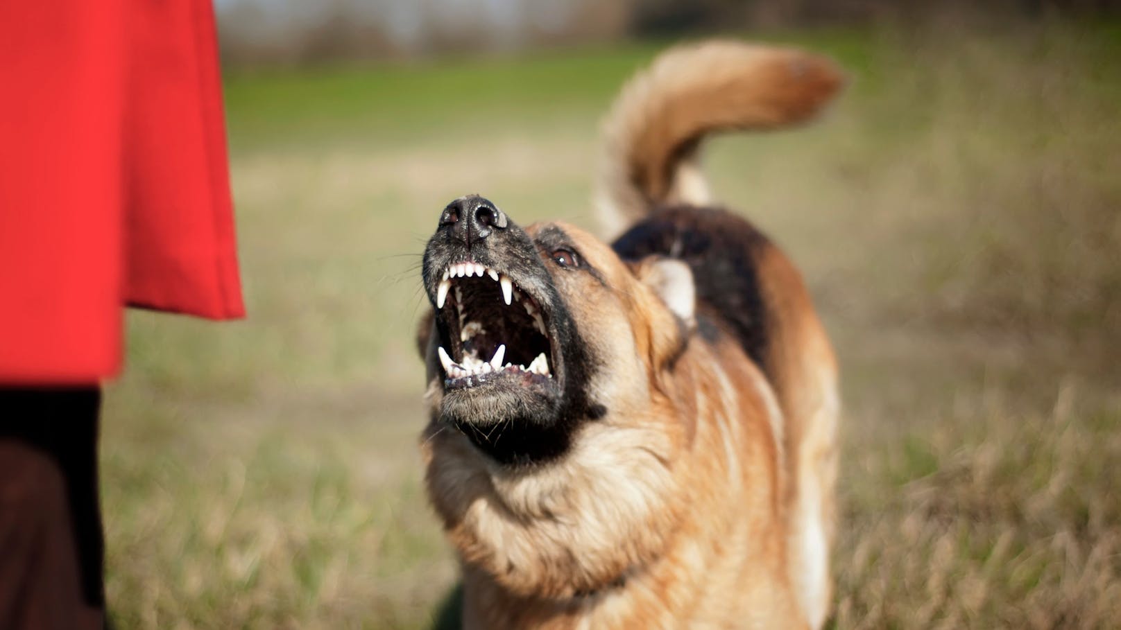 Nach tödlichem Hundebiss – so streng wird neues Gesetz