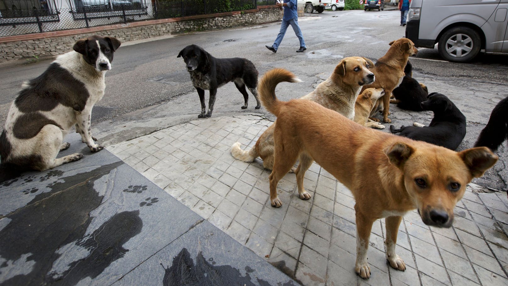 Bhutan sterilisiert als erstes Land ALLE Straßenhunde