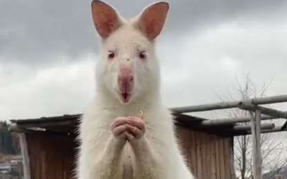 "Skippy" wird die Besucher zum Hüpfen bringen.