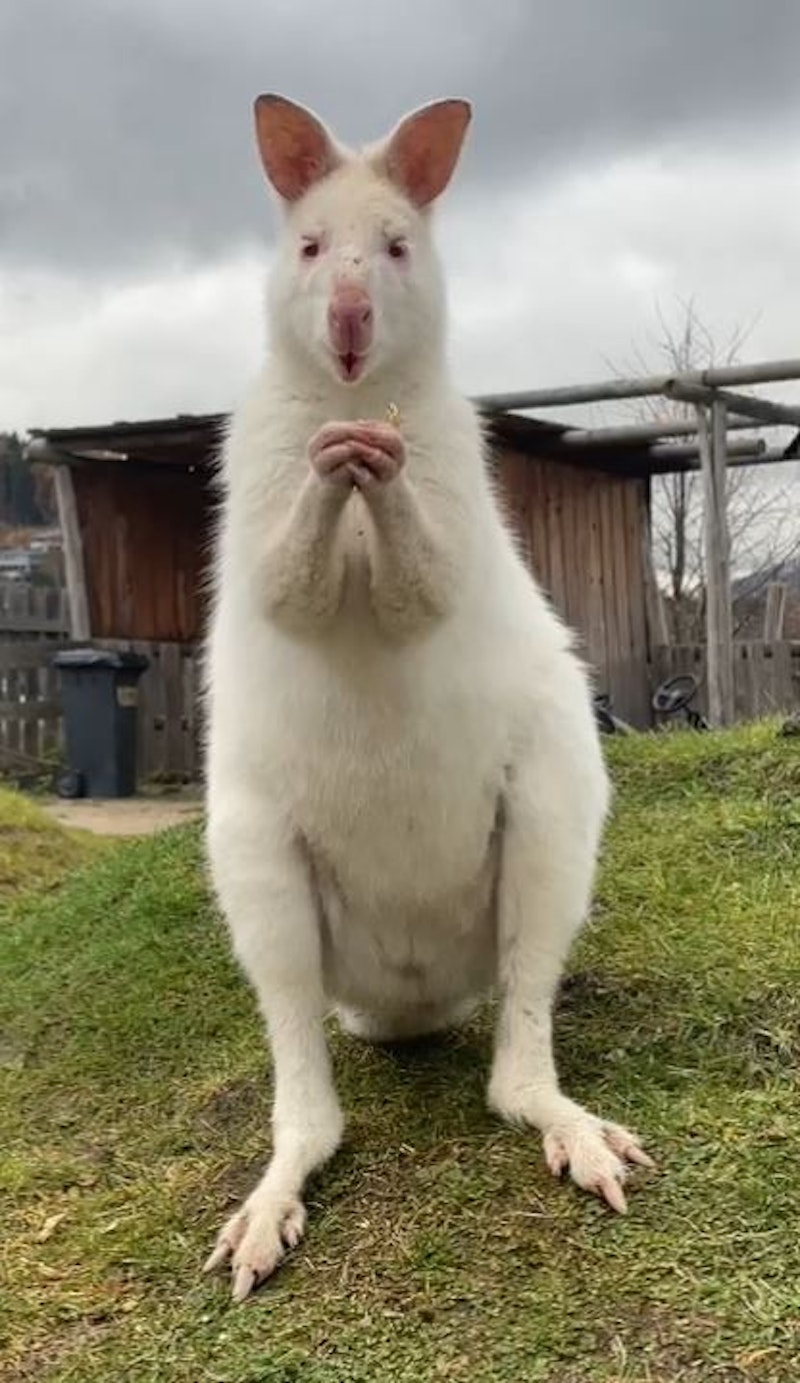 "Skippy" wird die Besucher zum Hüpfen bringen.