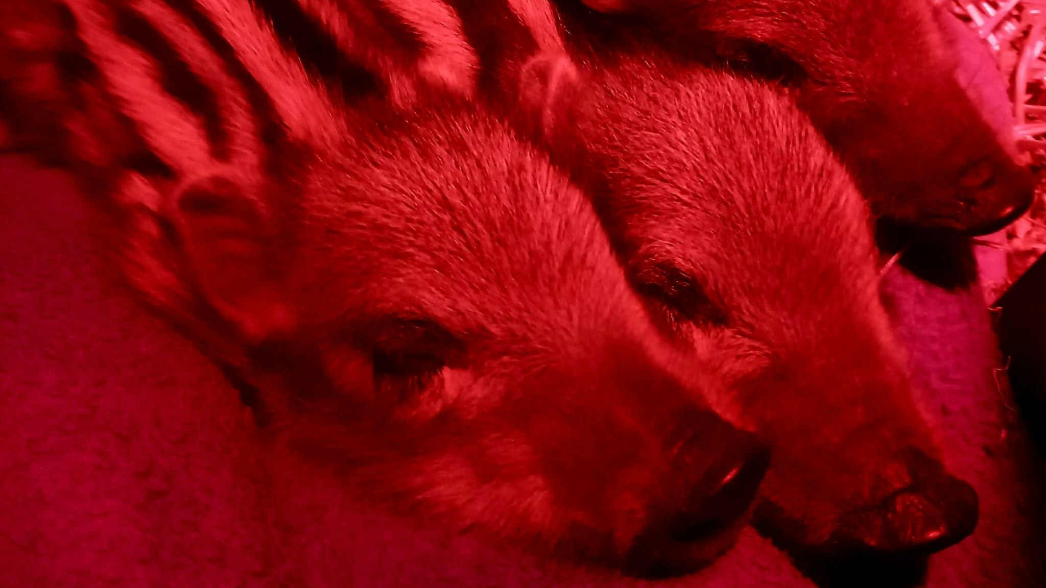 "Helmuth", "Kurt" und "Ingrid" entspannen sich unter der Wärmelampe, wenn sie nicht gerade ihr Fläschchen bekommen. 