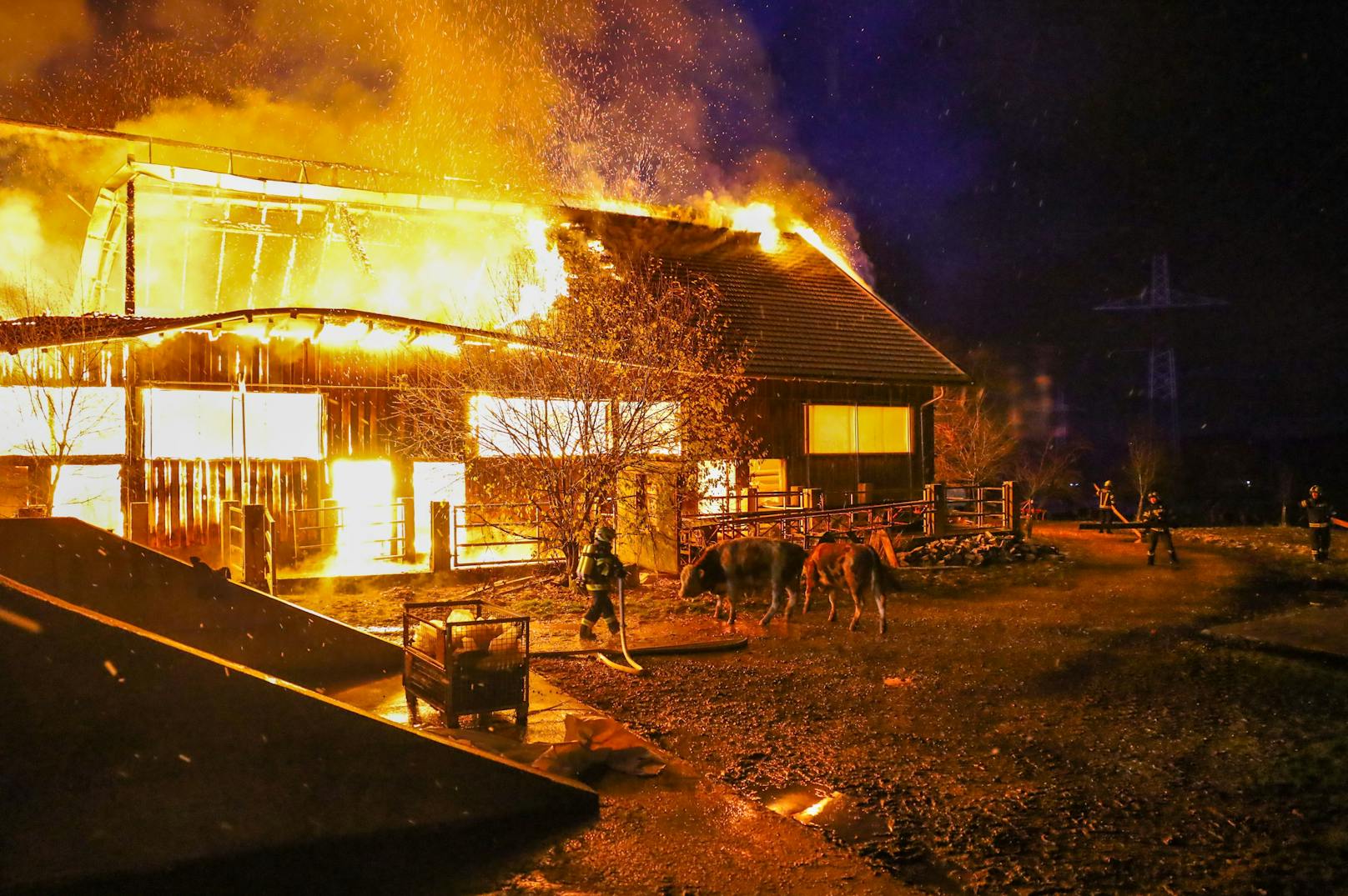 Elf Feuerwehren stehen zur Stunde bei einem Großbrand eines Stalls in Kematen an der Krems (Bezirk Linz-Land) im Einsatz. Im Stall befanden sich etwa 80 Stiere, ein Teil konnte ins Freie gebracht werden.