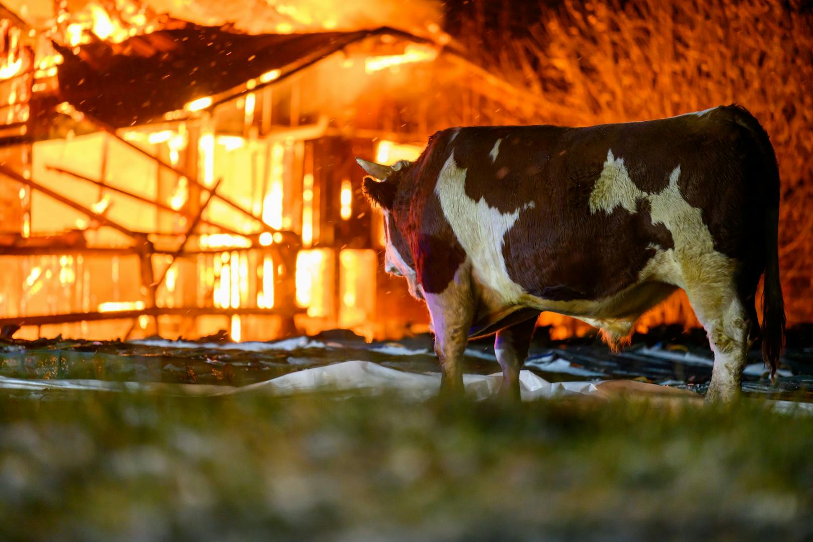 Elf Feuerwehren stehen zur Stunde bei einem Großbrand eines Stalls in Kematen an der Krems (Bezirk Linz-Land) im Einsatz. Im Stall befanden sich etwa 80 Stiere, ein Teil konnte ins Freie gebracht werden.