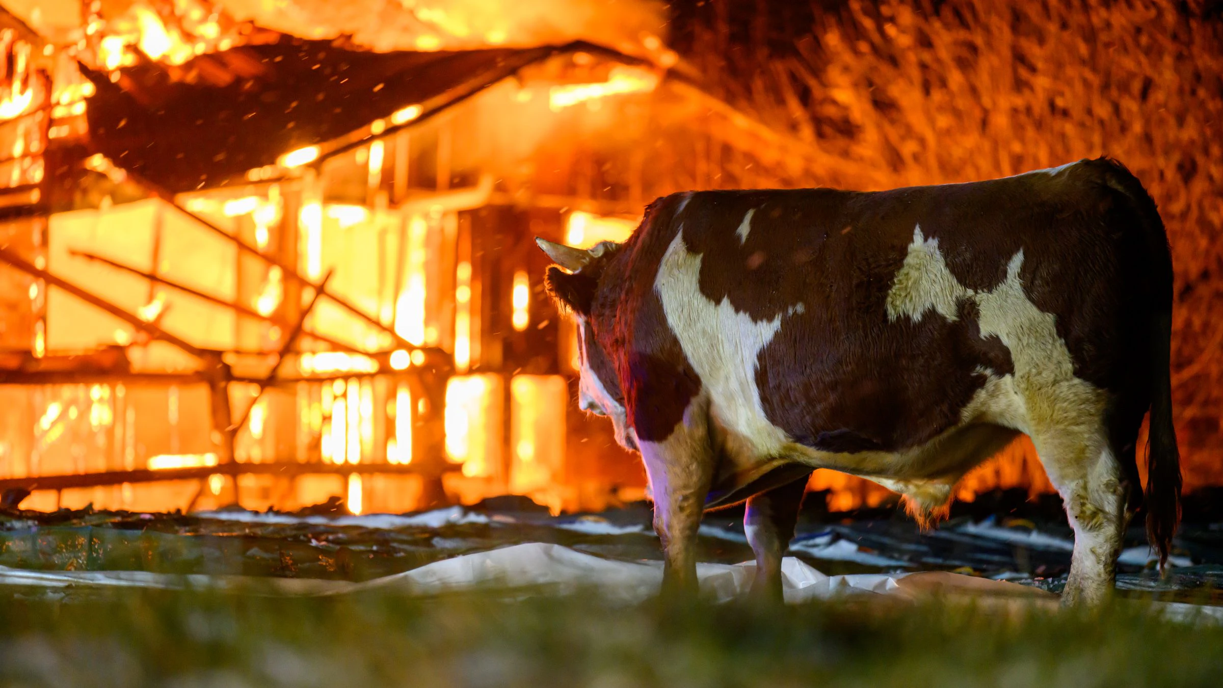 Elf Feuerwehren stehen zur Stunde bei einem Großbrand eines Stalls in Kematen an der Krems (Bezirk Linz-Land) im Einsatz. Im Stall befanden sich etwa 80 Stiere, ein Teil konnte ins Freie gebracht werden.