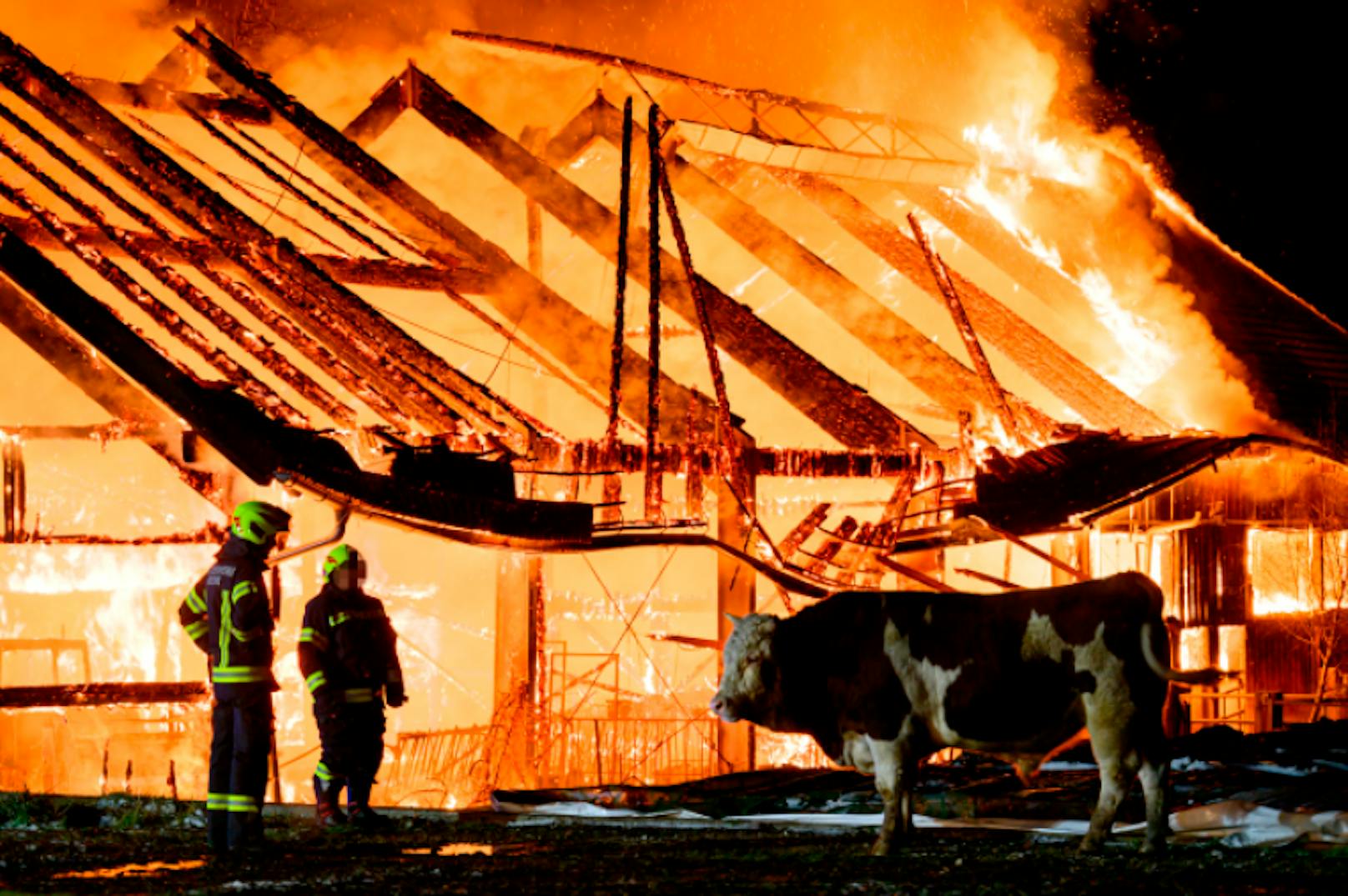 Elf Feuerwehren stehen zur Stunde bei einem Großbrand eines Stalls in Kematen an der Krems (Bezirk Linz-Land) im Einsatz. Im Stall befanden sich etwa 80 Stiere, ein Teil konnte ins Freie gebracht werden.