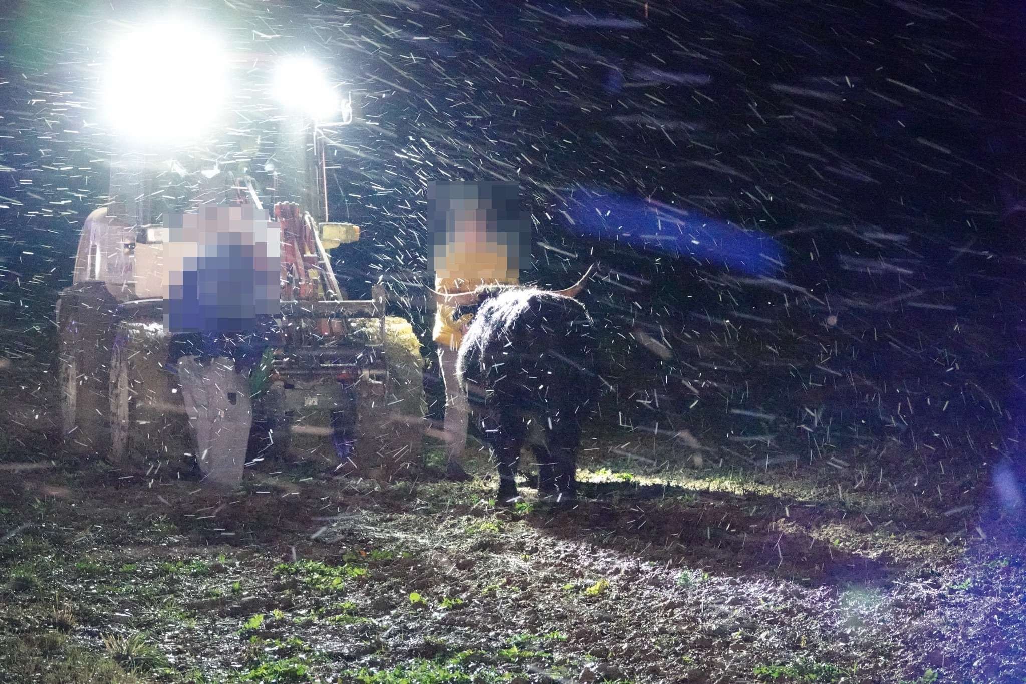 Ein Stier konnte wieder eingefangen werden, das zweite Tier verendete nach einer Kollision mit einem Pkw.