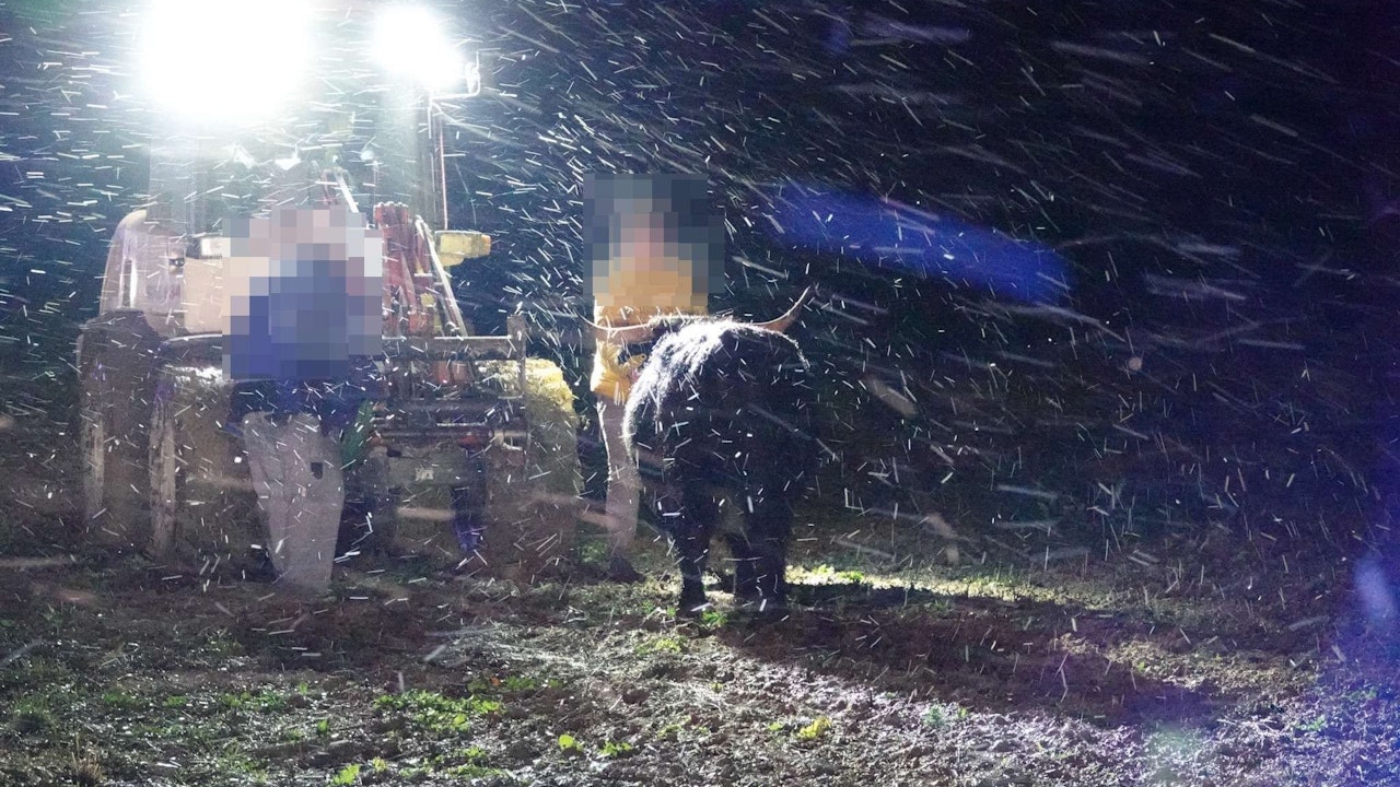 Heute.at - Stiere entlaufen! Rind krachte auf Straße in Pkw