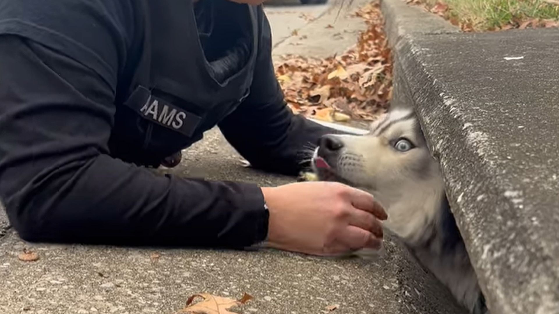 Die Tierschützerin versuchte den Husky zu beruhigen, bis die Rettungskräfte eintrafen. 