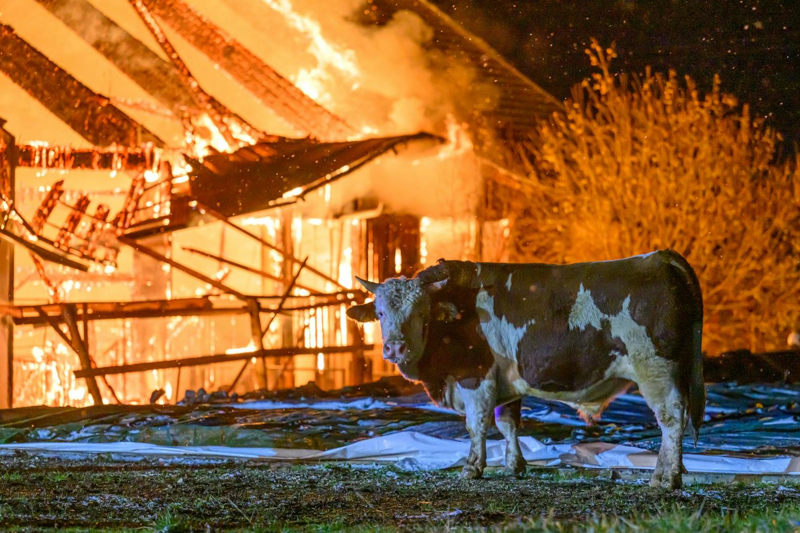 Elf Feuerwehren stehen zur Stunde bei einem Großbrand eines Stalls in Kematen an der Krems (Bezirk Linz-Land) im Einsatz. Im Stall befanden sich etwa 80 Stiere, ein Teil konnte ins Freie gebracht werden.