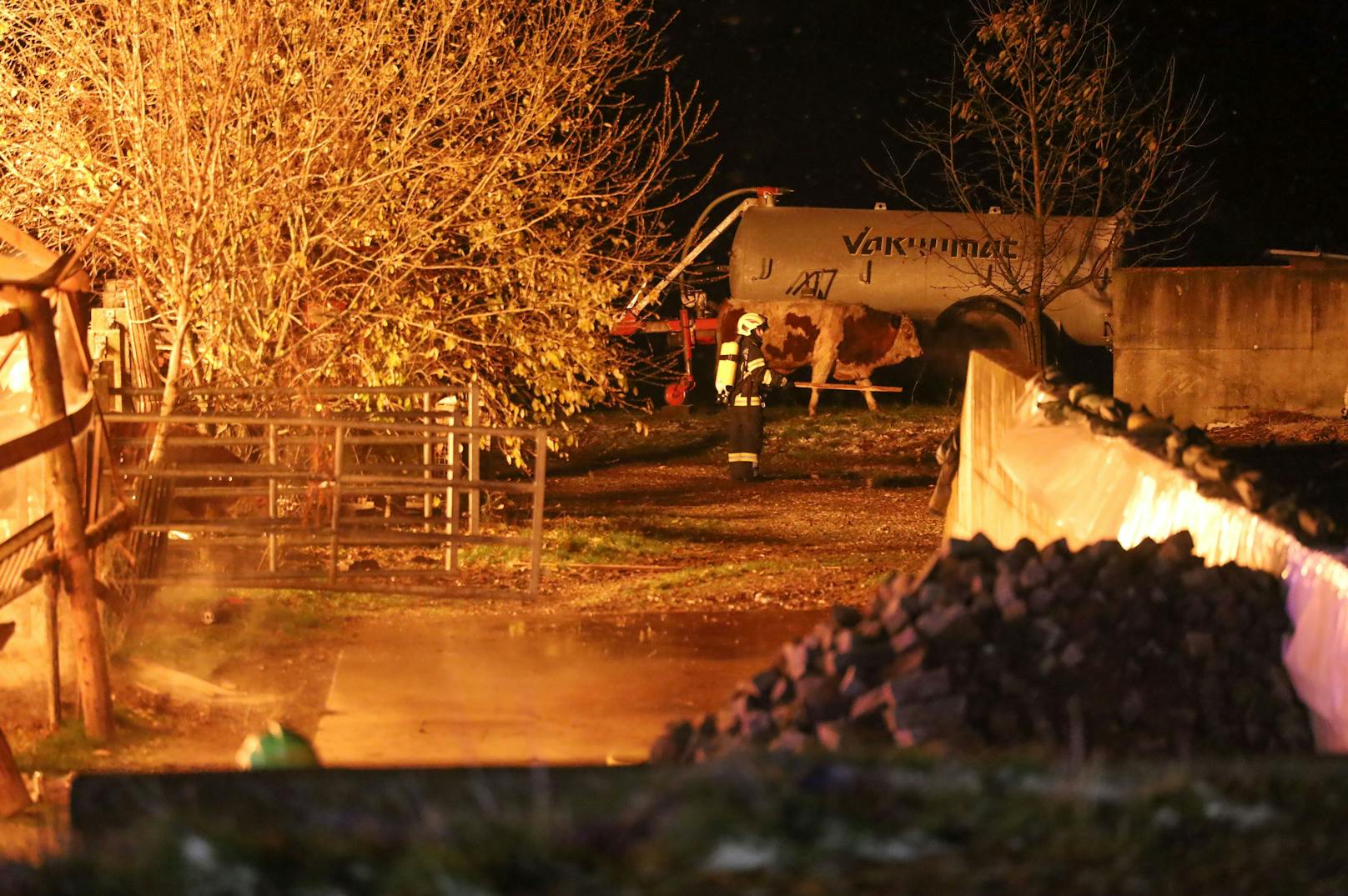 Elf Feuerwehren stehen zur Stunde bei einem Großbrand eines Stalls in Kematen an der Krems (Bezirk Linz-Land) im Einsatz. Im Stall befanden sich etwa 80 Stiere, ein Teil konnte ins Freie gebracht werden.