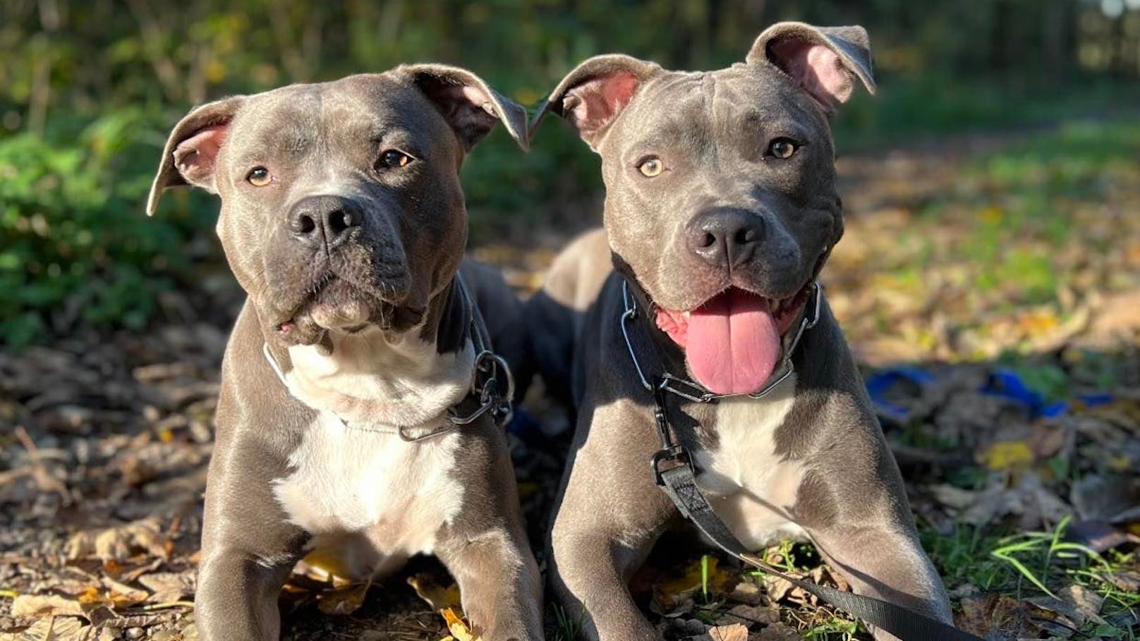 "Fast nicht geschafft" – 2 Hunde in Elmos Ort vergiftet