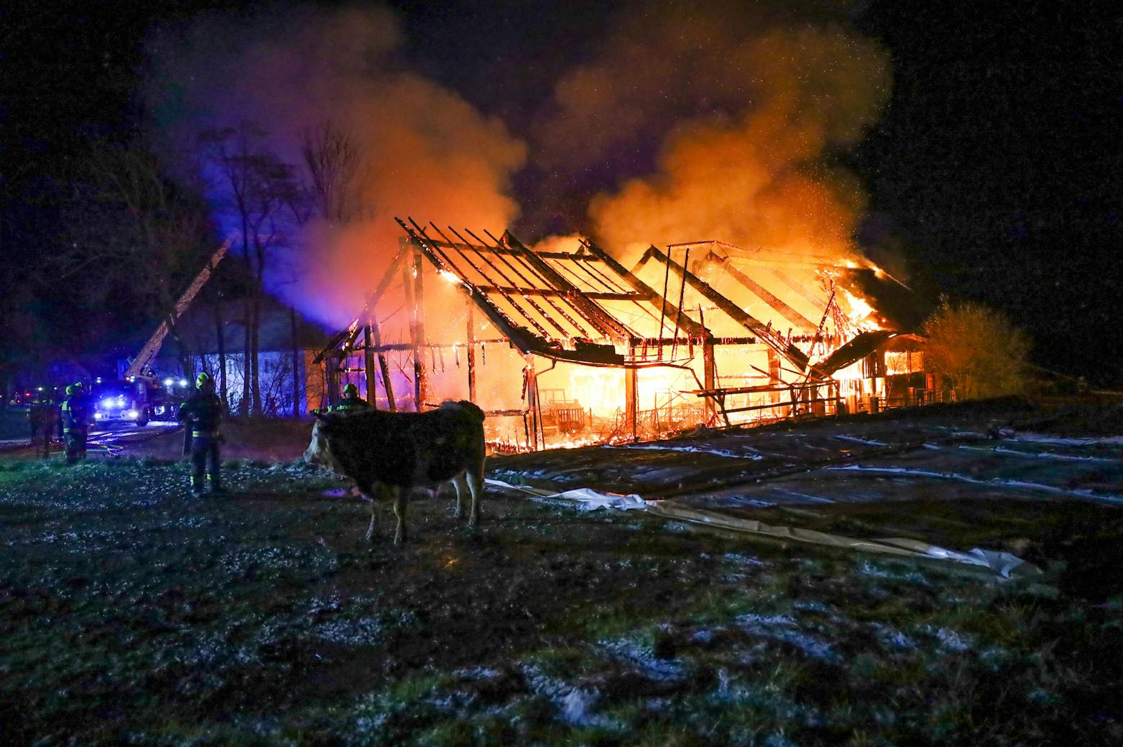 Elf Feuerwehren stehen zur Stunde bei einem Großbrand eines Stalls in Kematen an der Krems (Bezirk Linz-Land) im Einsatz. Im Stall befanden sich etwa 80 Stiere, ein Teil konnte ins Freie gebracht werden.