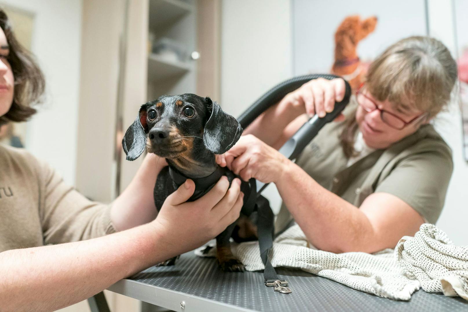 Nach der Behandlung duftet der Hund - das hier ist der beste Freund vom Dackel der Spa Betreiberin Sophia