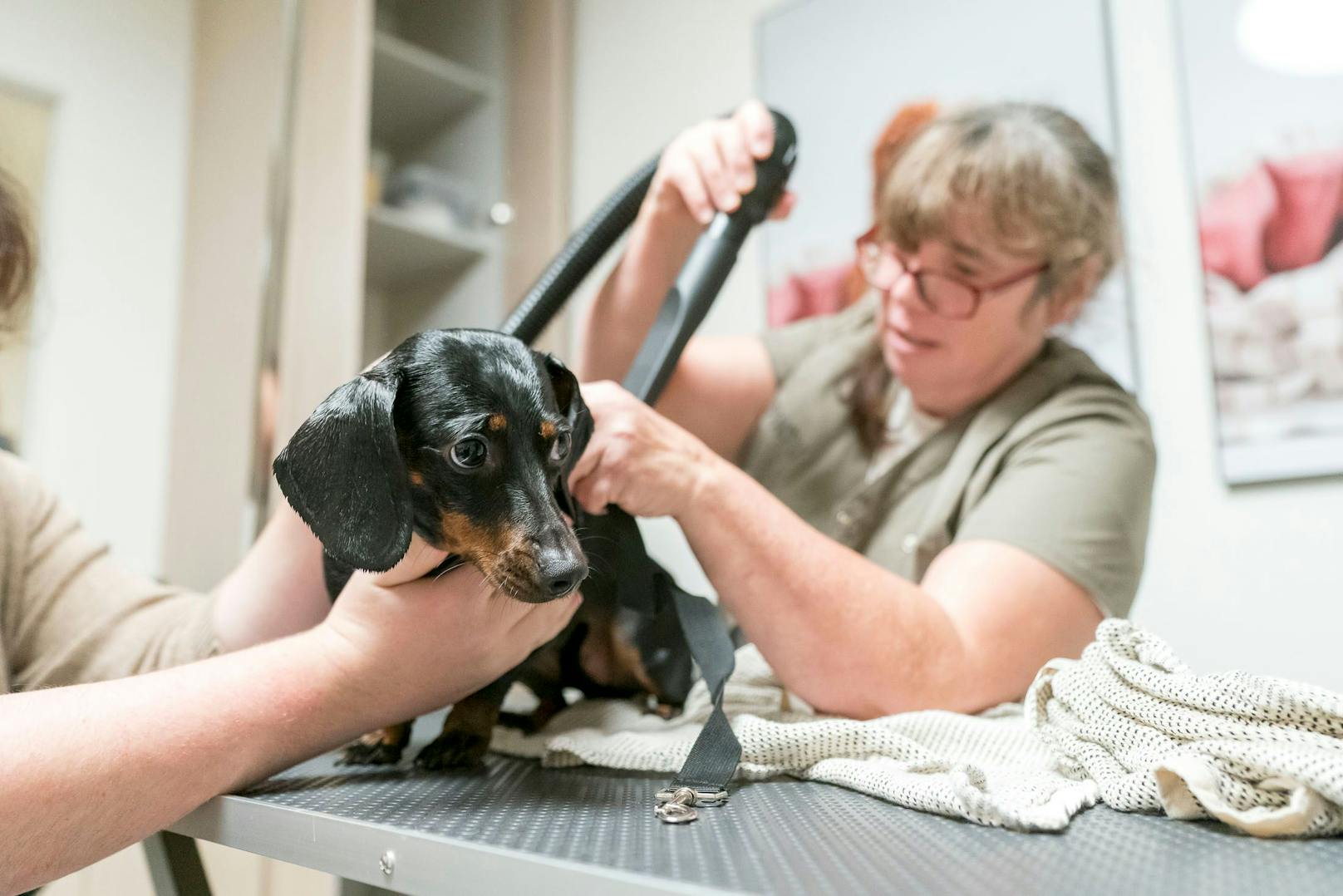 Manche Hunde reagieren gestresst auf den Föhn, anderen ist es gleichgültig