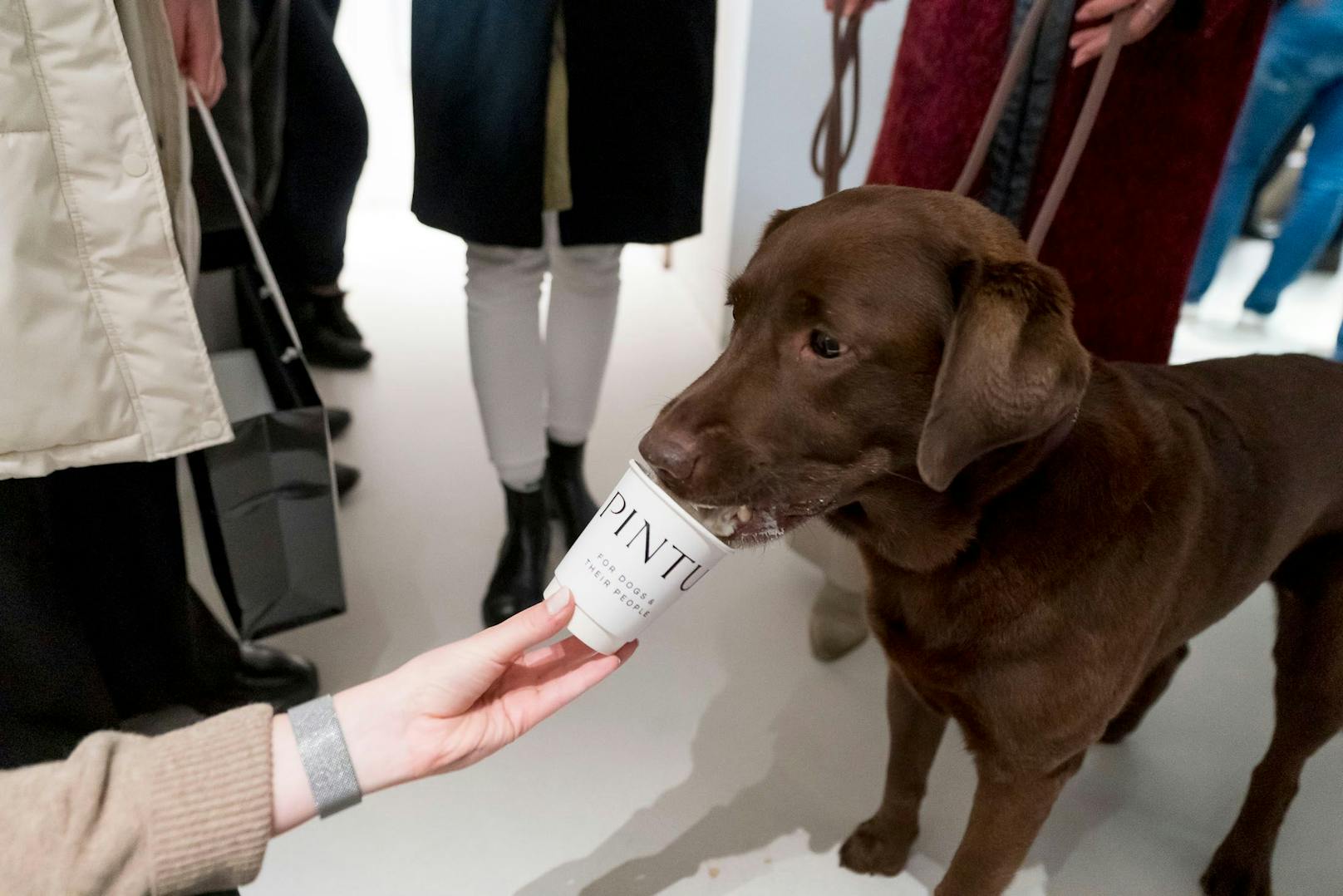 Pupuccino heißt der Hunde-Cappuccino um 3,50 Euro. Schmeckt!