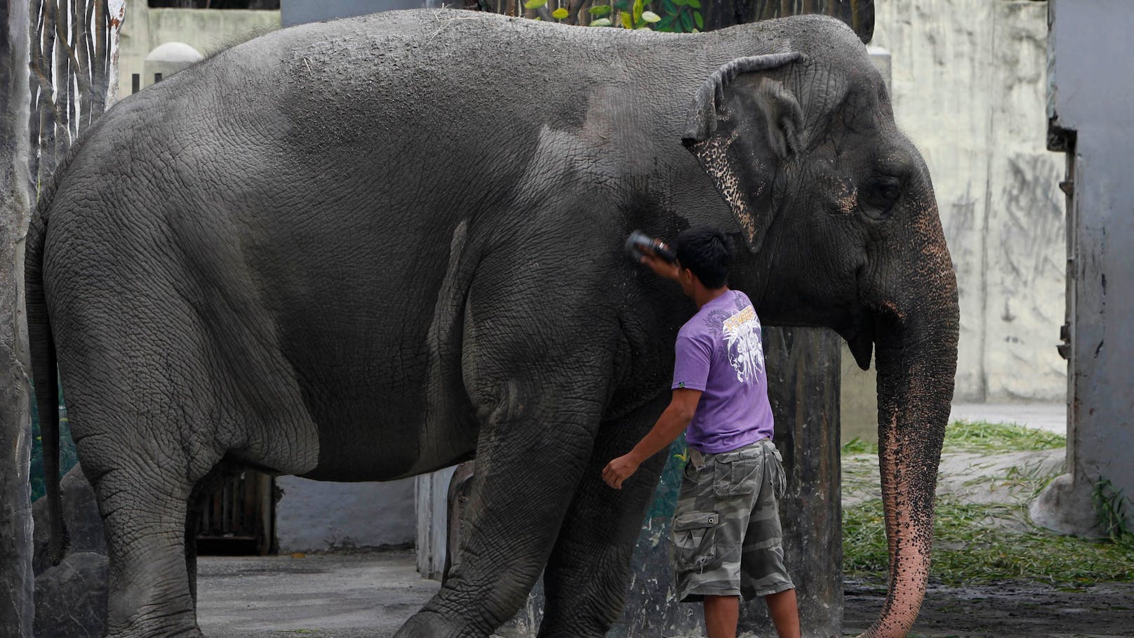 Der "traurigste Elefant der Welt" ist tot